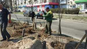 В Киеве на проспекте Соборности появится желтая акация. Фото
