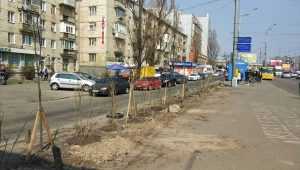 В Киеве на проспекте Соборности появится желтая акация. Фото