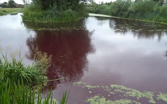 В Броварах вода в озере внезапно приобрела красный цвет В Броварах вода в озере внезапно приобрела красный цвет