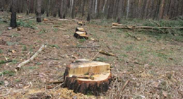У Ворзелі на території колишнього санаторію Зірка вирізали близько 30 дерев
