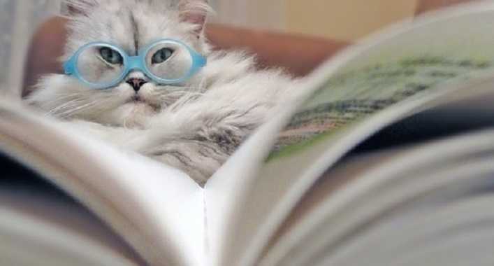 У Києві проводять благодійний книжковий аукціон на допомогу котикам