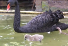 В зоопарке у пары черных австралийских лебедей появились трое птенцов. Видео