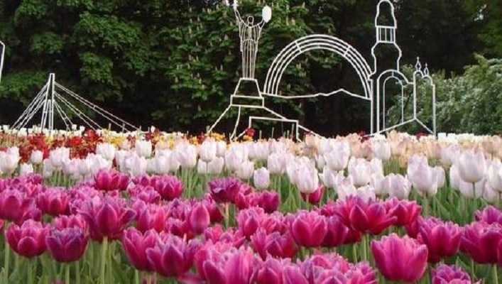 На Співочому полі достроково закрили виставку тюльпанів