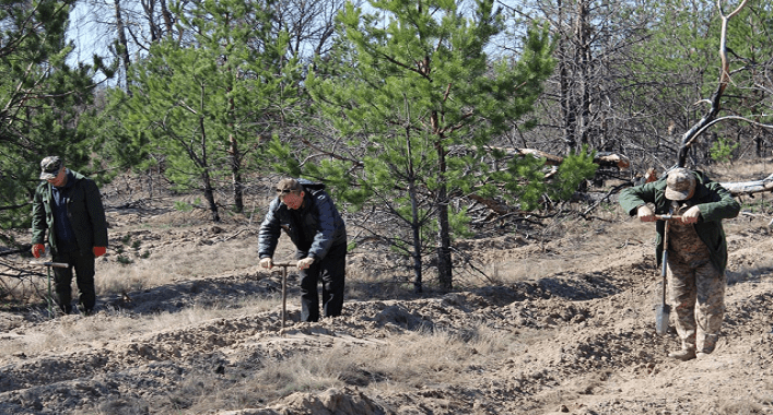 В Чернобыльской зоне высажено 1,2 млн деревьев