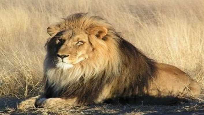 В Тернопольском мини-зоопарке лев травмировал ребенка