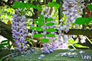 В Ужгороде массово цветет лианоподобная глициния. Фото
