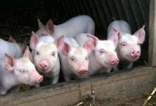 Африканская чума свиней была обнаружена в Запорожской области