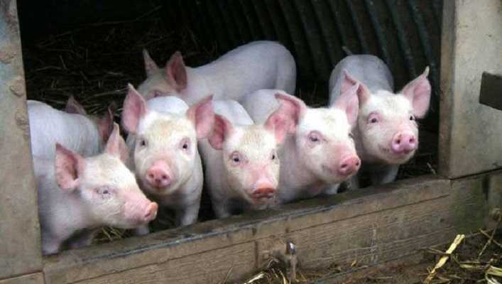 Африканская чума свиней была обнаружена в Запорожской области