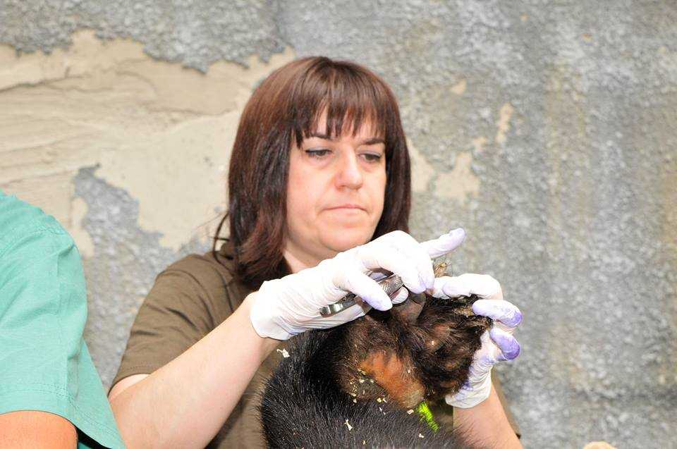Сьогодні у київському зоопарку тваринам підстригли кігті та полікували зуби