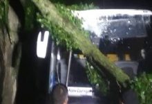 Сьогодні вночі київські рятувальники п'ять разів виїжджали прибирати поламані дерева
