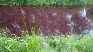 В Броварах вода в озере внезапно приобрела красный цвет