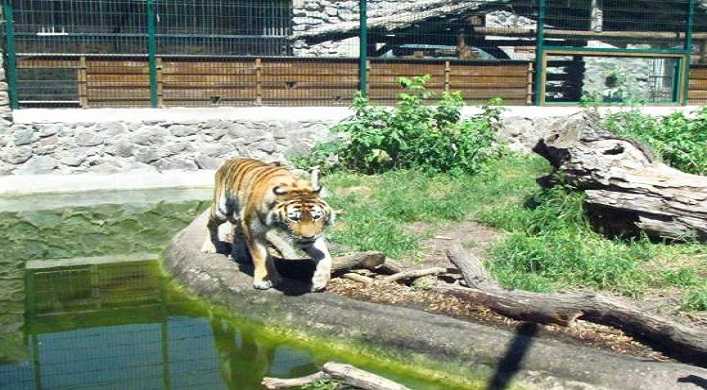В Черкасском зоопарке животных подсадили на деликатесы