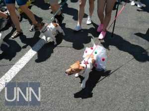 В Киеве на параде собак приняли участие около сотни домашних любимцев