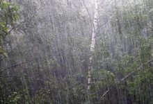 В Киеве во время ливня дерево убило женщину