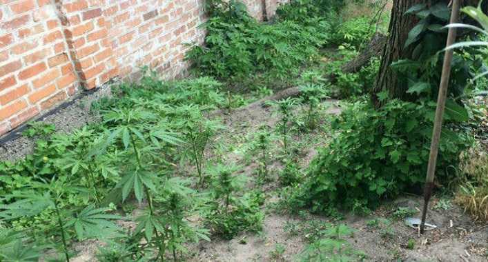 В Киевской области обнаружили случаи незаконного выращивания мака и конопли