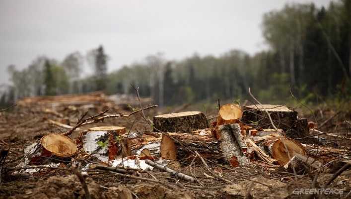 Жители Подольского района обеспокоены незаконной вырубкой деревьев