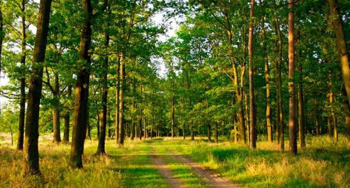 Прокуратура Киевской области обратилась в суд с требованием вернуть государству земли лесного фонда