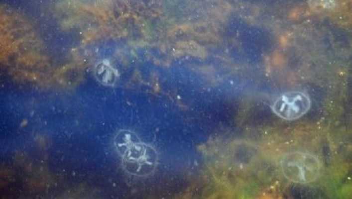 У Київському морі завелися медузи