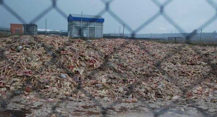 Возле производственных площадок агрохолдинга Комплекс Агромарс обнаружено 230 тонн отходов животного происхождения
