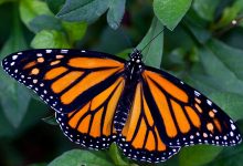 Живая тропическая бабочка Danaus plexippus
